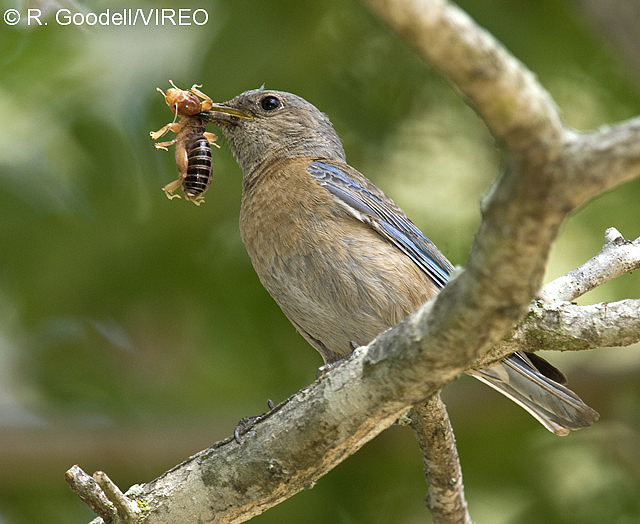 Western Bluebird g31-3-048.jpg